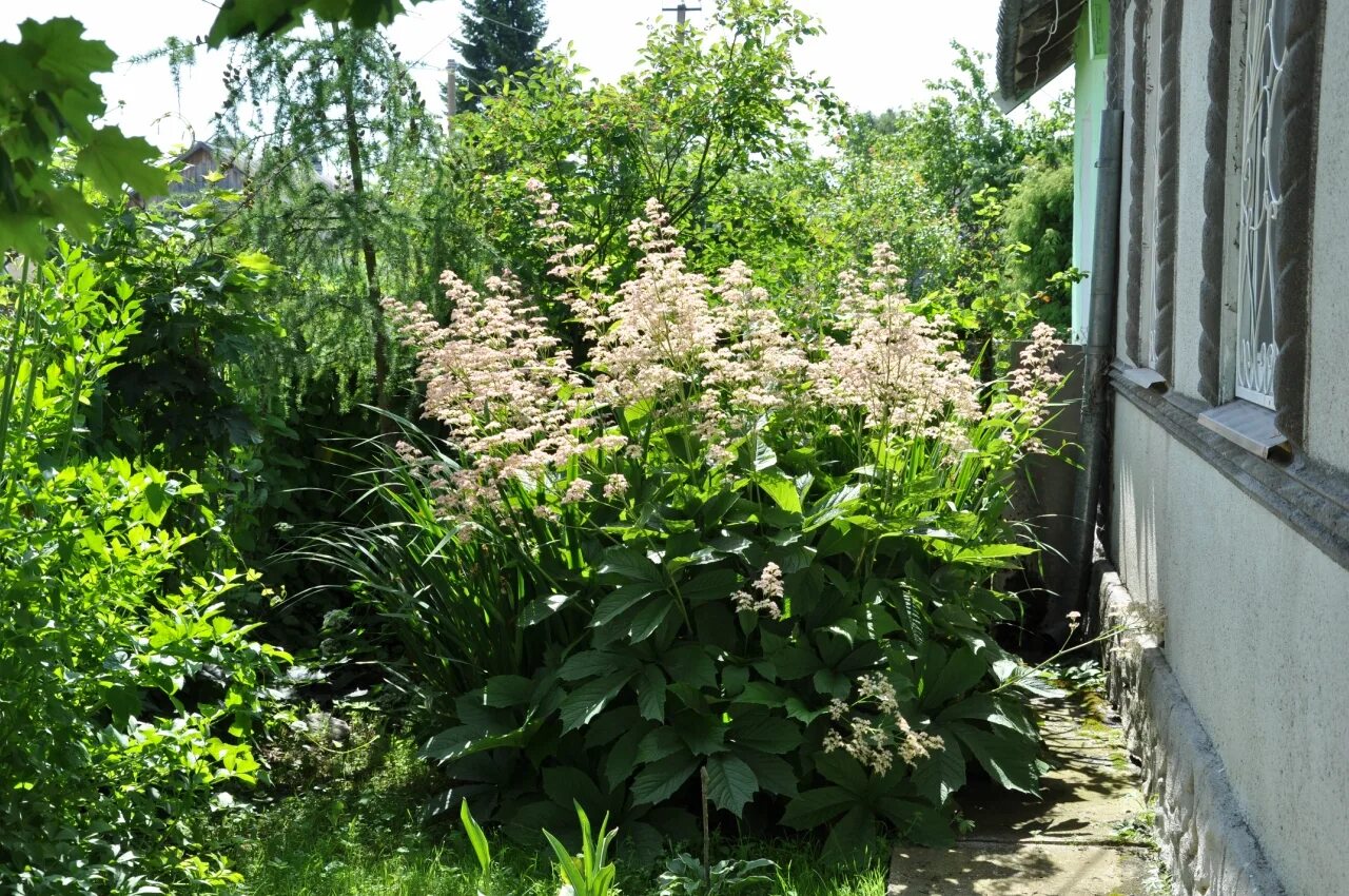 Роджерсия виды и сорта. Роджерсия конскокаштанолистная. роджерсия перистая. роджерсия браунлауб стополистная. роджерсия подофилловая браунлауб.