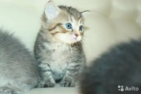 Котята в добрые в армавире