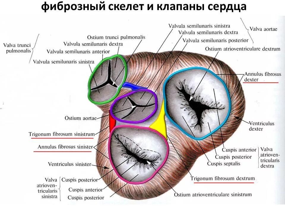 Строение клапанов сердца фиброзное кольцо. Расположение клапанов сердца анатомия. Фиброзные кольца клапанов сердца. Фиброзное кольцо сердечных клапанов.