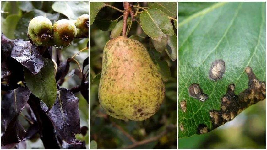 Какие болезни груш. Какие болезни груш. Какие болезни груш. Парша монилиоз яблони. Парша листьев груши.