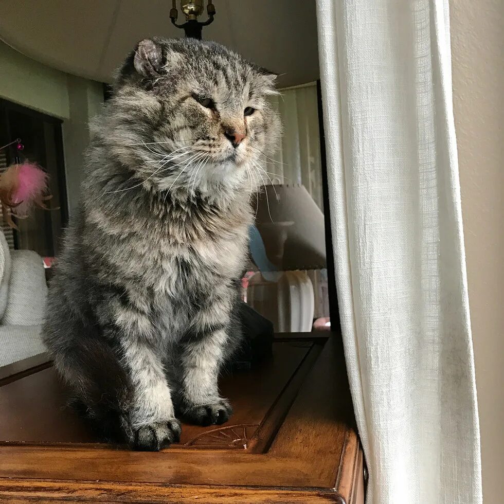 котенок принес. старый кот. мифы и легенды о кошках. можно оставлять котенка одного дома. можно оставлять котенка одного дома.