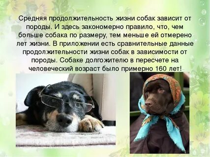 Дать жизнь собаке