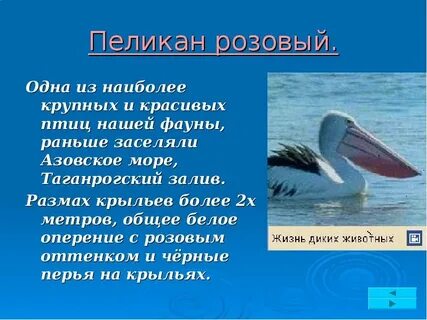 Пиликал значение слова