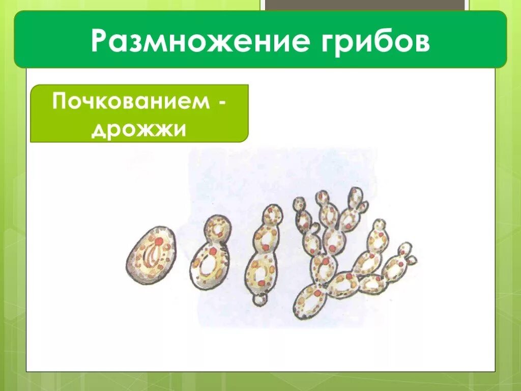 Как размножаются дрожжи грибы