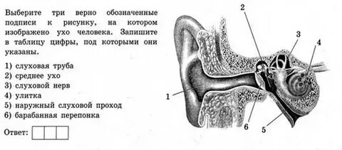 Строение уха огэ биология