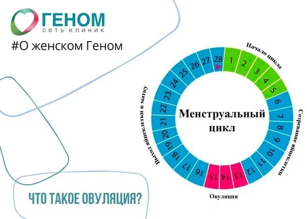 Сколько дней должны начаться месячные