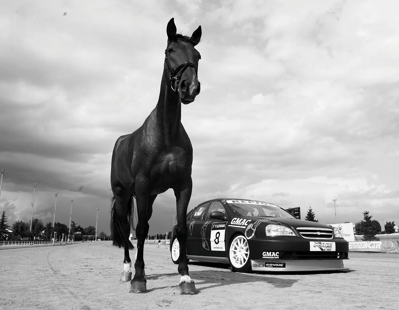 Лошадь мерседес. Бмв и лошадь. Лошадь мерседес. Лошадь и автомобиль. Мерседес хорсес.