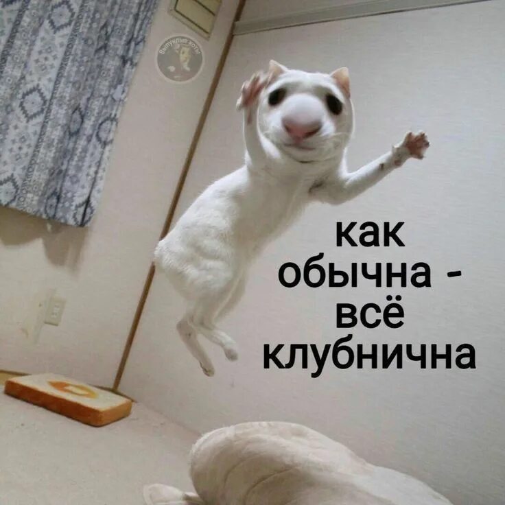 Как обычно лучше всех. Пикчи смешные мемы. мемы на все случаи жизни. котики для переговоров. как обычно все клубнично мем с котом.