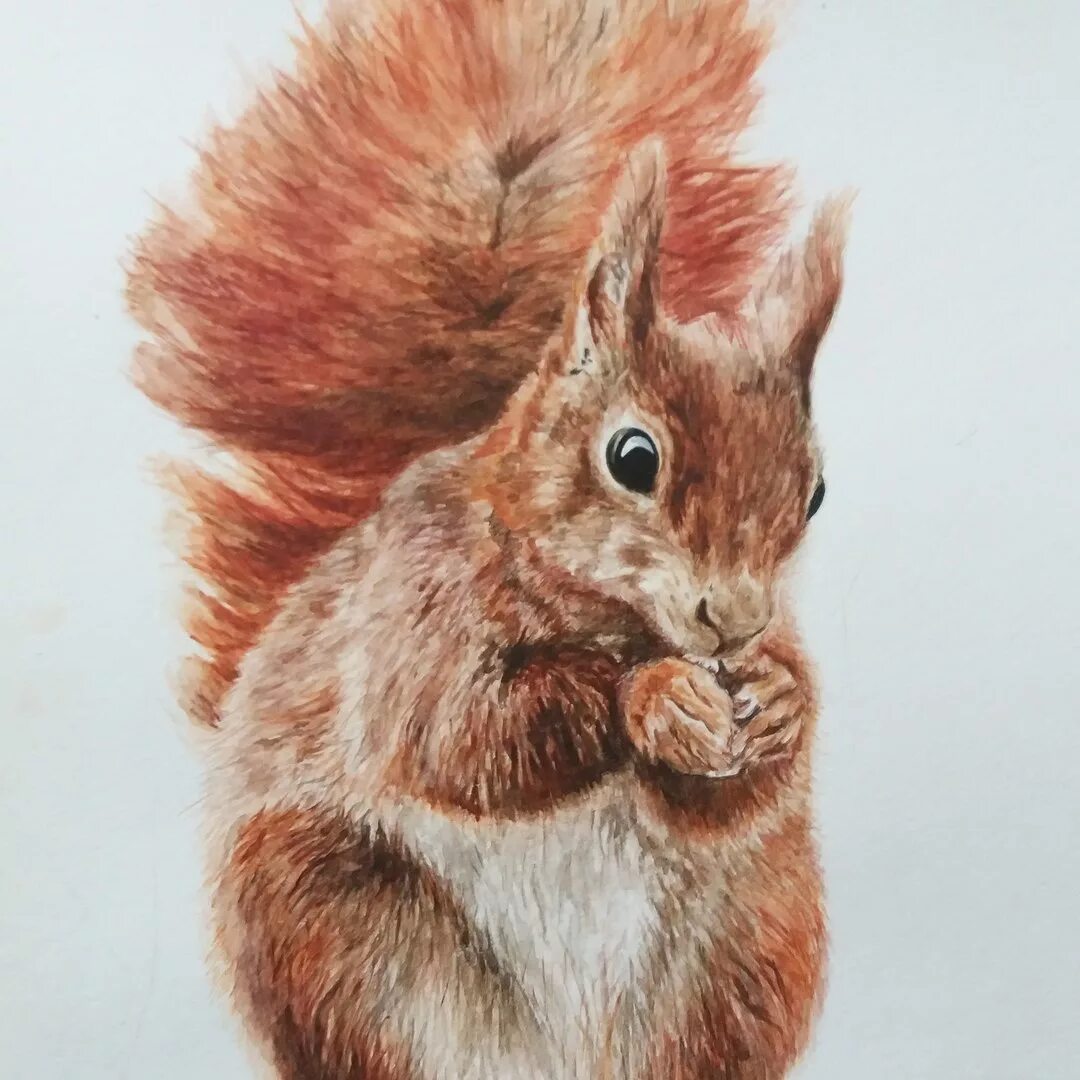 Белка рисунок фломастером. Белка маркерами. Белка нарисованная спиртовыми маркерами. Эскиз белки тату. Иллюстрация белки маркером.