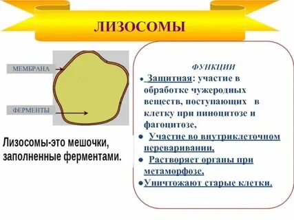 Строение лизосомы кратко таблица