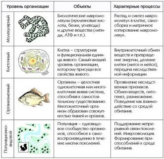 10 уровней организации жизни