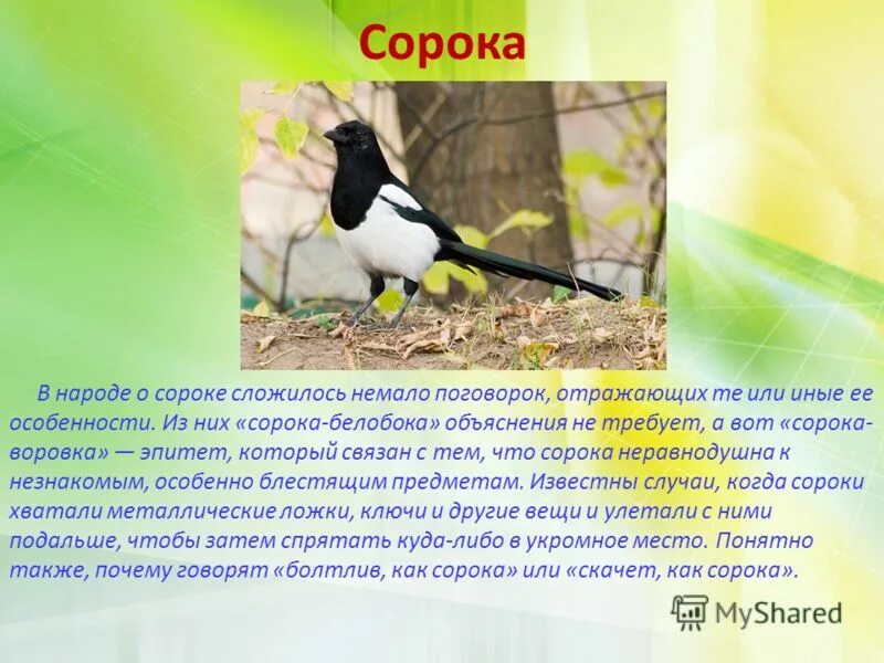 Сорока краткое описание. Сорока описание птицы для детей. Сорока презентация для детей. Птичка на хвосте принесла. Сорока птица.