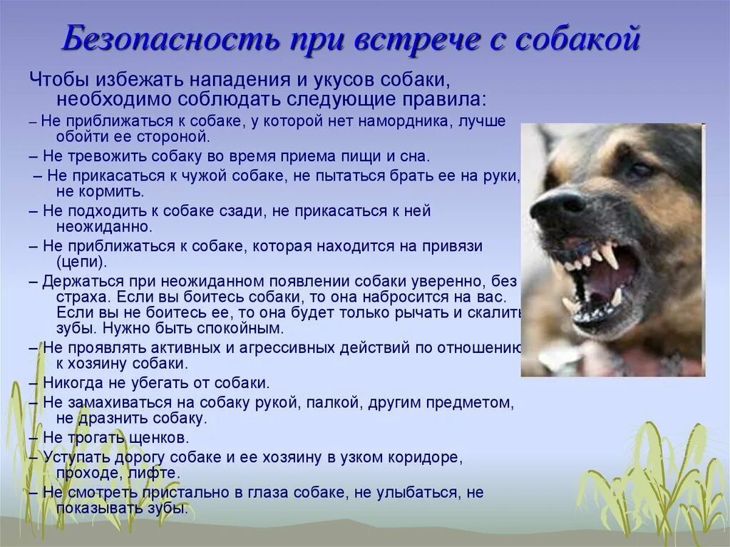 Информация о нападении. Безопасность при встрече с собакой. Памятка при встрече с бродячими собаками. Правила поведения при встрече с собакой. Памятка при нападении бродячих собак на детей.