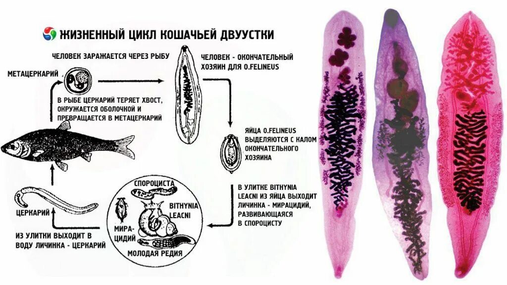 Кошачья двуустка какое развитие. Жизненный цикл кошачьей двуустки Opisthorchis felineus.. Сибирская двуустка жизненный цикл. Жизненный цикл кошачьего сосальщика. Цикл развития кошачьей двуустки схема.