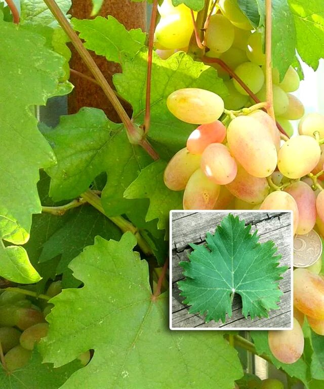Сорт винограда по листу. Определить сорт винограда по фото. Определить сорт винограда по фото. Определить сорт винограда по фото. Определить сорт винограда по фото.
