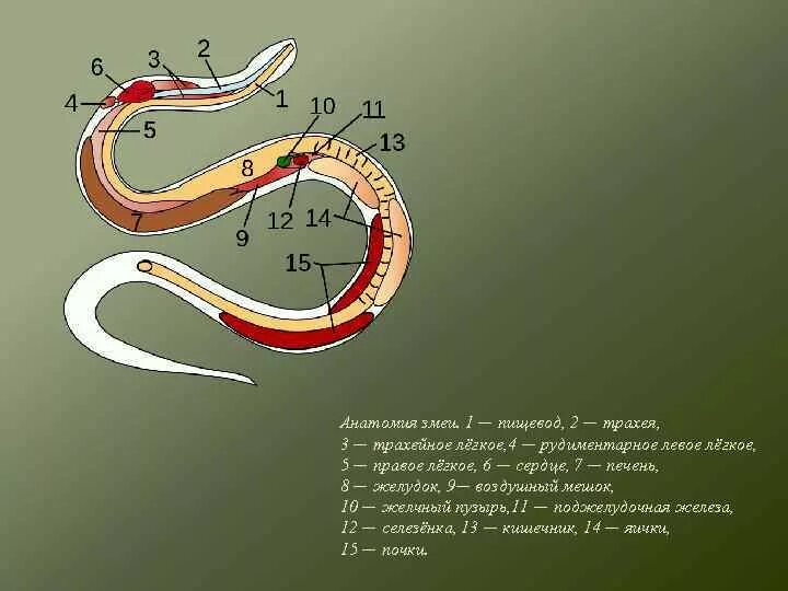 Строение пищеварительной системы змеи. Внутреннее строение змеи. Строение внутренних органов змей. Внутреннее строение змеи 7 класс. Какое тело у змеи