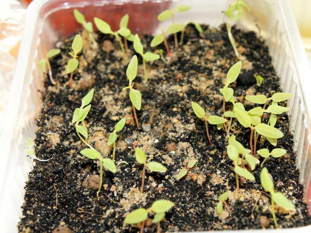 Целозия перистая рассада. Всходы целозии. Когда сеять целозию на рассаду. Рассада целозии гребенчатой. Ростки целозии.