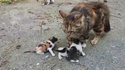 Трек kittens meowing