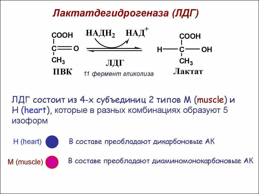 Фермент лдг. Лактатдегидрогеназа катализирует превращение. Лактатдегидрогеназа катализируемая реакция. Лактатдегидрогеназа изоферменты формулы. Лактатдегидрогеназа 1 (ЛДГ 1) специфична для.