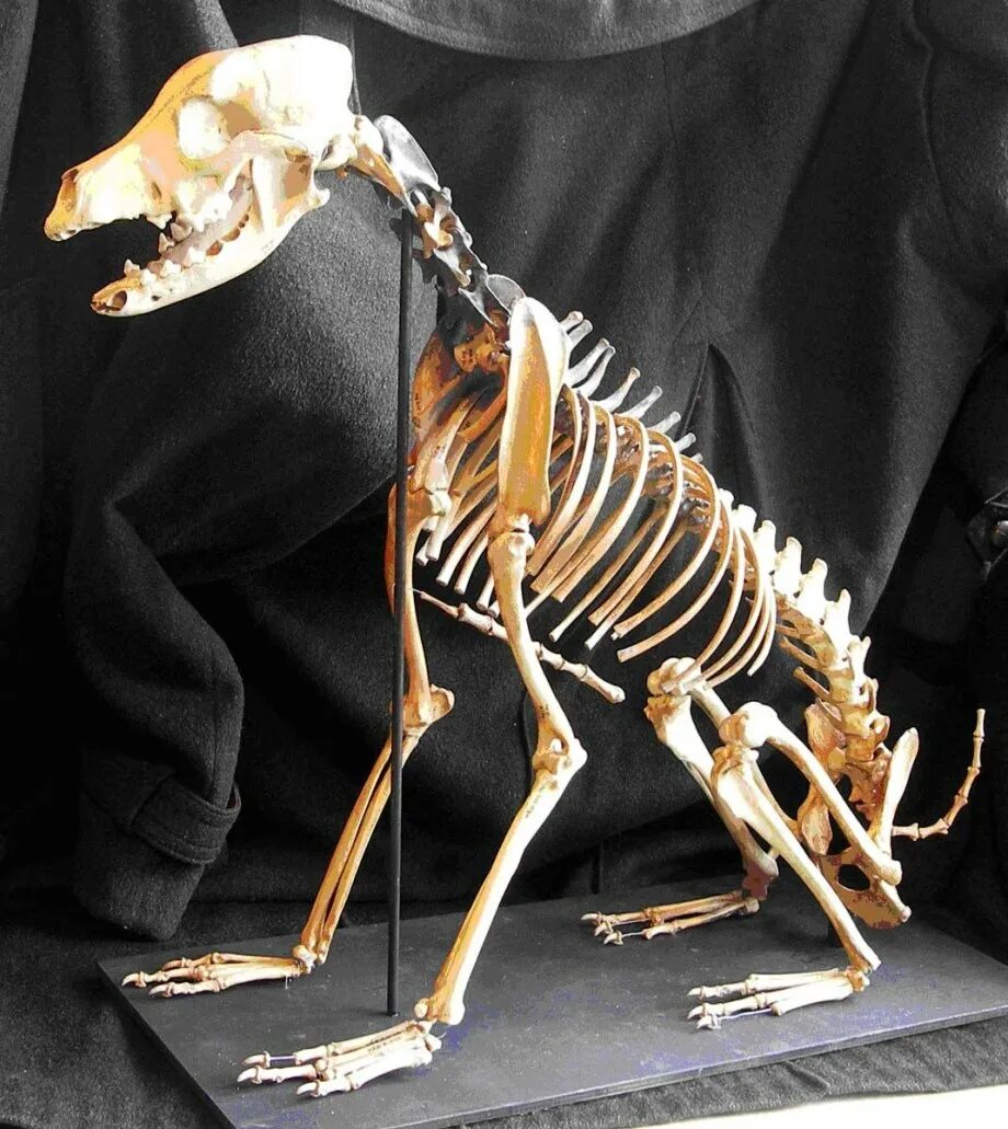 Сумчатый волк скелет. Кости собаки скелет. Сумчатый Лев скелет. Скелет сумчатых Волков.