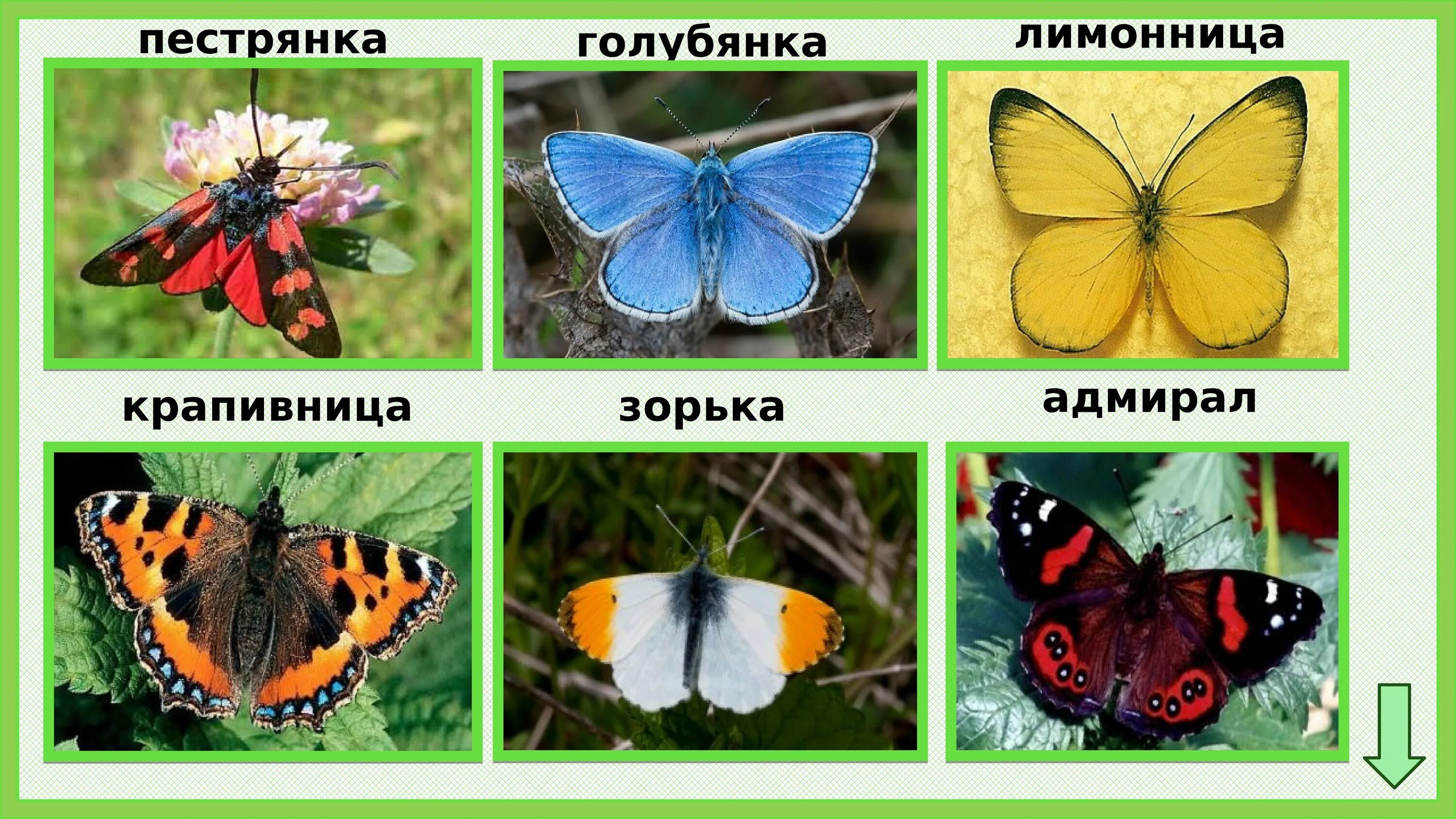 Примеры цветов и бабочек луга