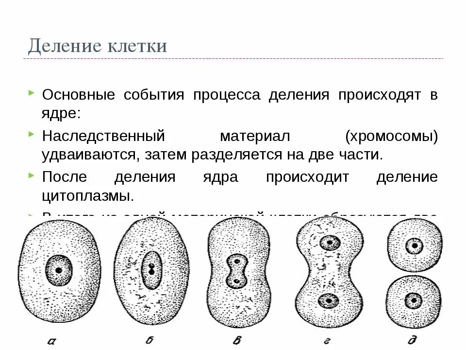 Деление клеток значение данного процесса