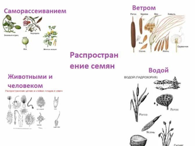 Гидрохория это в биологии. Гидрохория это в биологии. Гидрохория растения. Гидрохория растения. Распространение плодов анемохория.