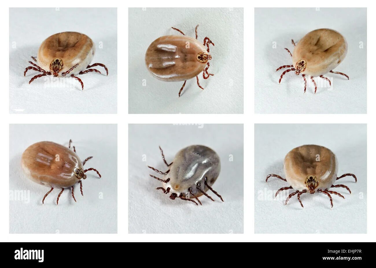 Как быстро напивается клещ. Ixodes ricinus. клещ ixodes ricinus. ixodes собачий клещ. иксодовые клещи собачий.