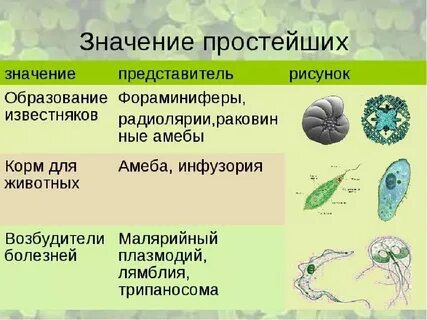 Какие общие признаки простейших биология