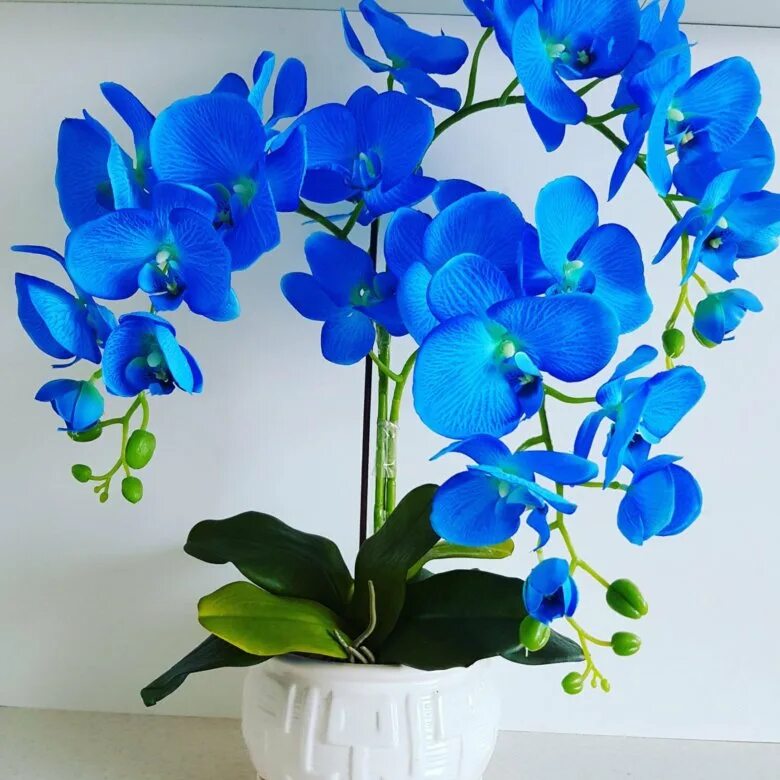 Синяя орхидея в горшке. Орхидея Дендробиум синяя. Орхидея фаленопсис синяя. Орхидея фаленопсис голубая. Орхидея Цимбидиум голубая.