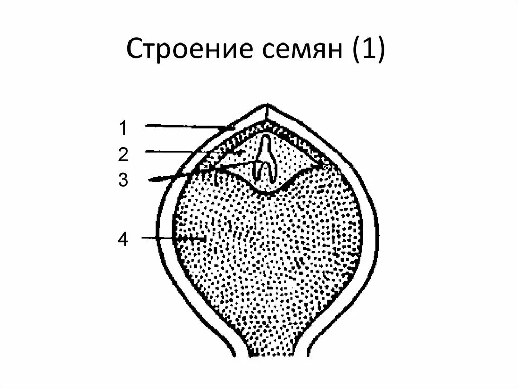 Схема внутреннего строения семени томата. Семя томата строение ЕГЭ. Строение семени томата рисунок.