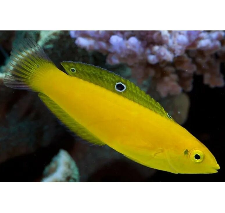 банан рыбка