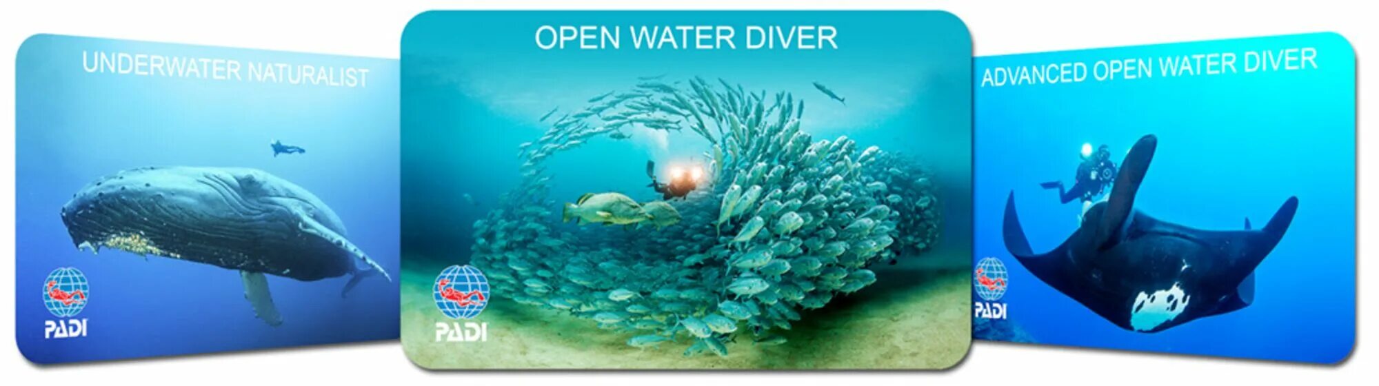 Padi open. Карточка OWD Padi. Сертификат Padi open Water Diver. Сертификат OWD. Пластиковый сертификат Padi Advanced open Water Diver.