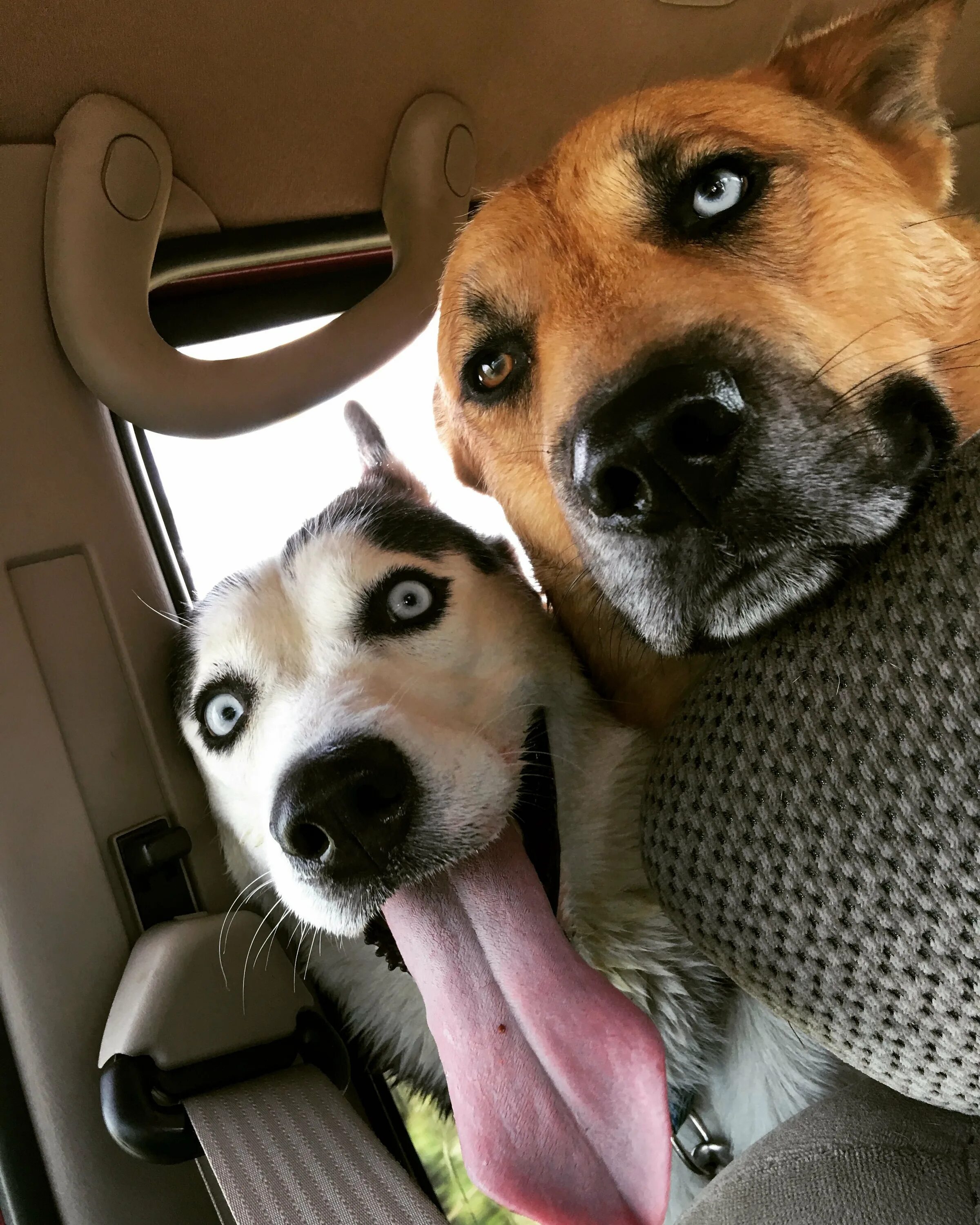 Забавные собаки. Позитивные коты. Собачка с цветочком. Бесплатные видео для поднятия настроения. Позитивные собаки.