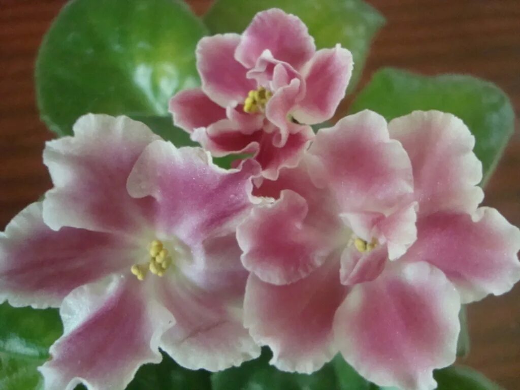 Фиалка петербург морев. Фиалка фрейлина. Фиалка петербург. Фиалка петербург фото. Фиалка питерские львы.