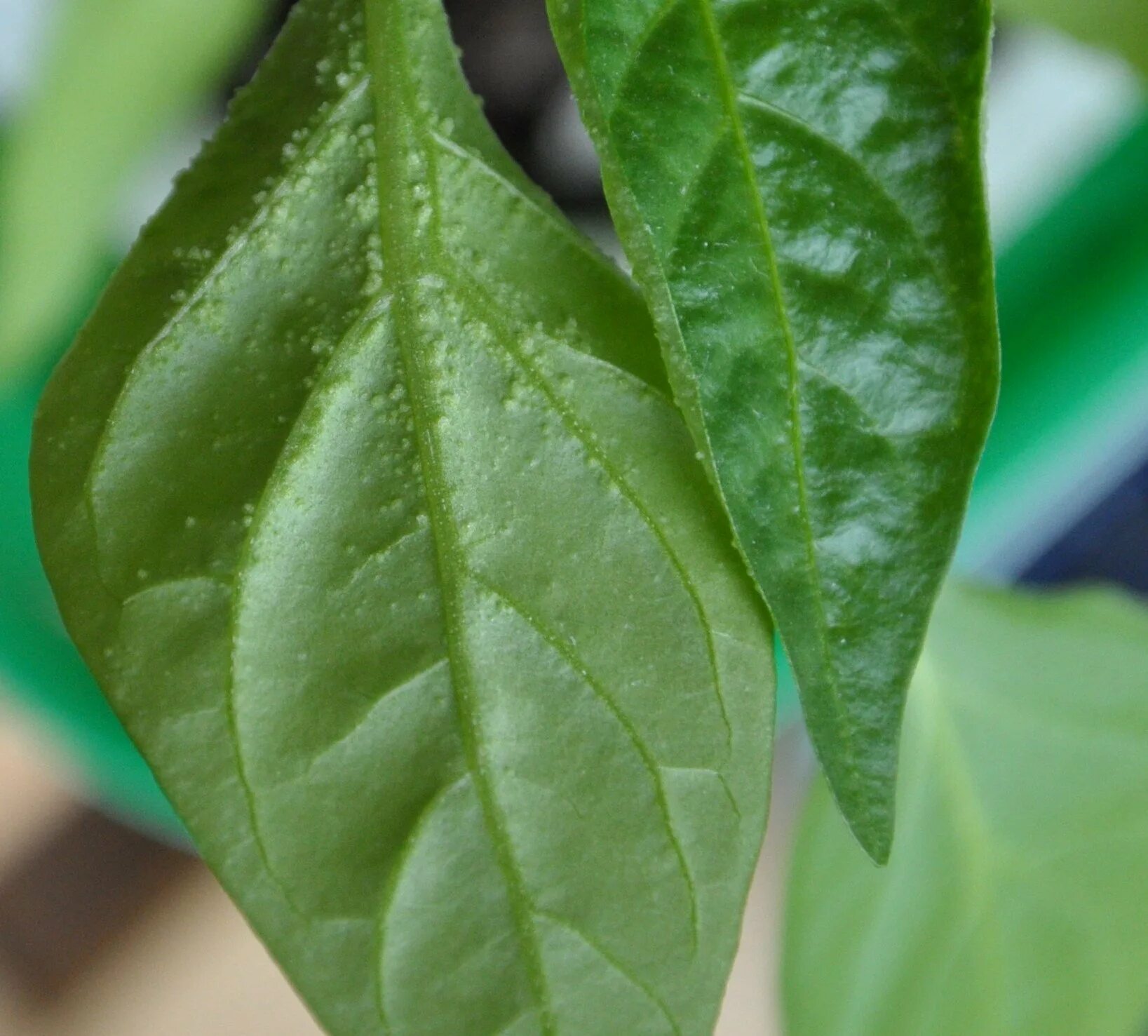 Causes Of Yellow Leaves On A Pepper Plant