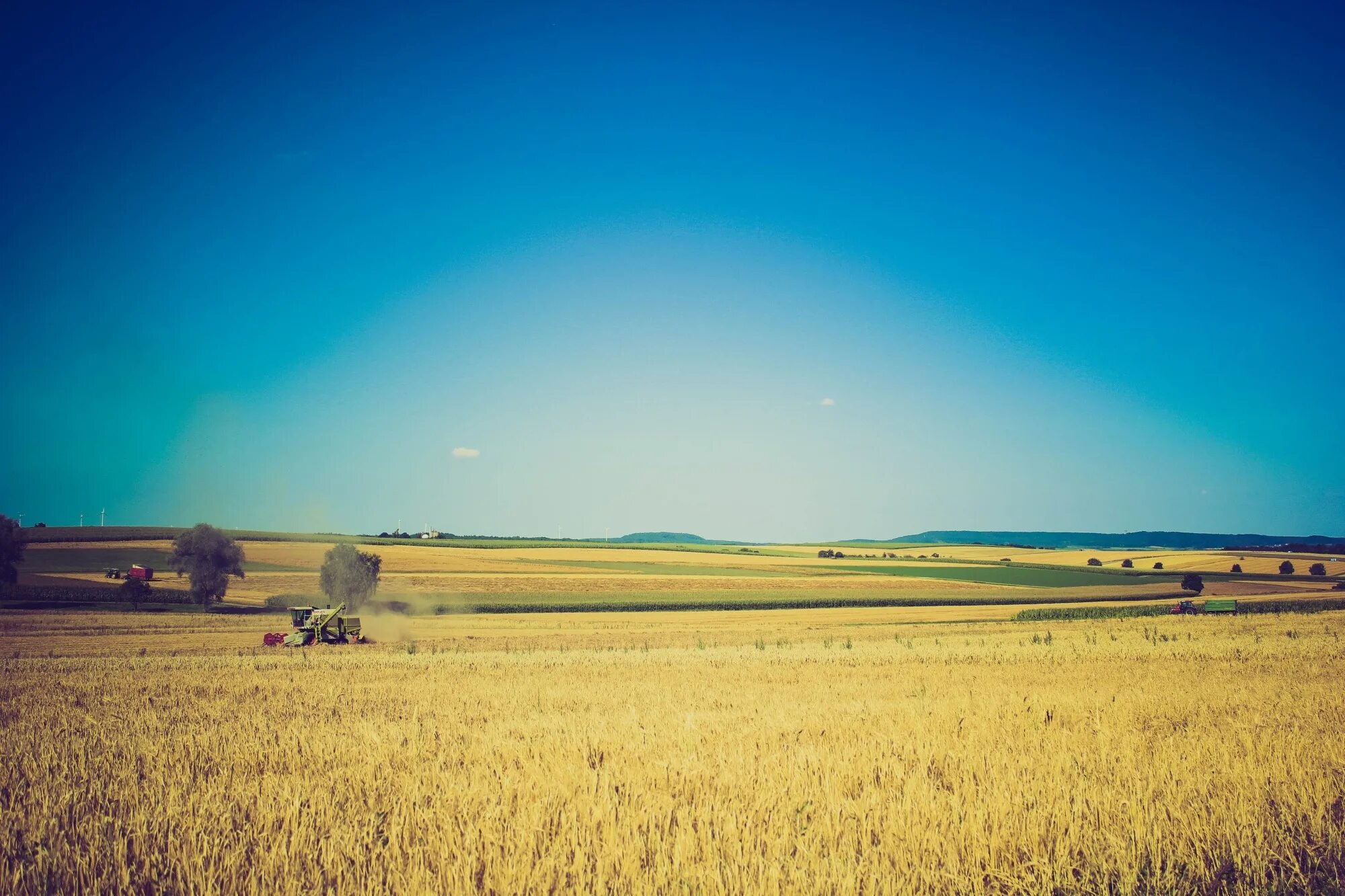 Картинка поле. Поле пшеницы. Фон поле. Сельскохозяйственный пейзаж. В поле.