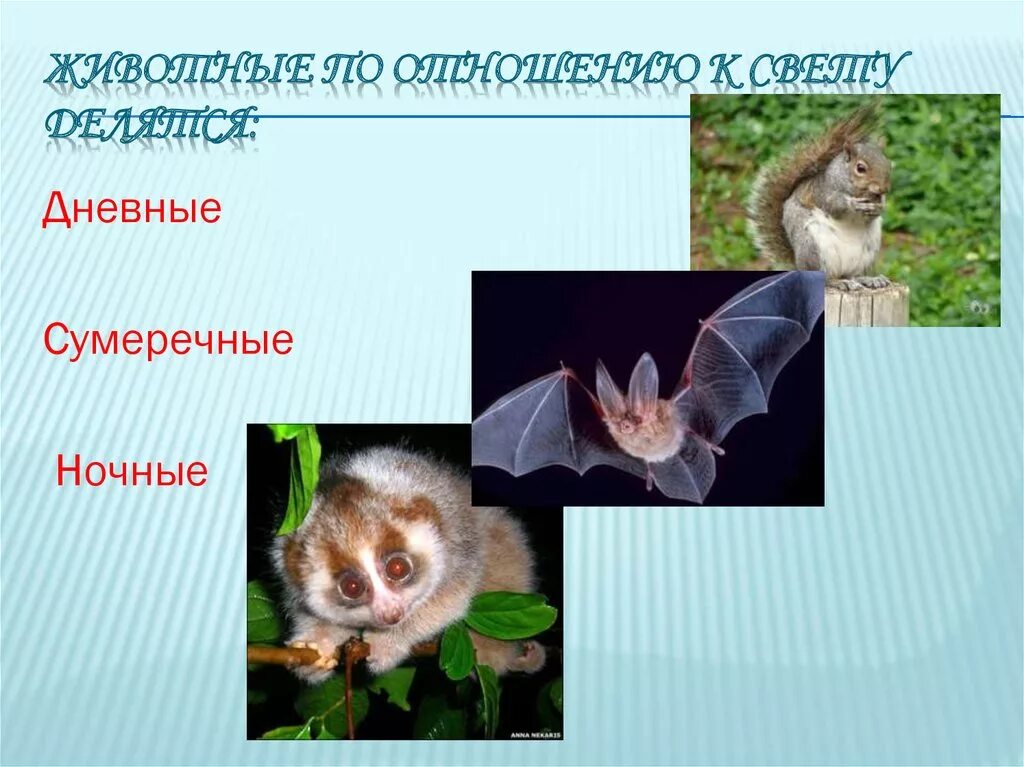 Дневные организмы