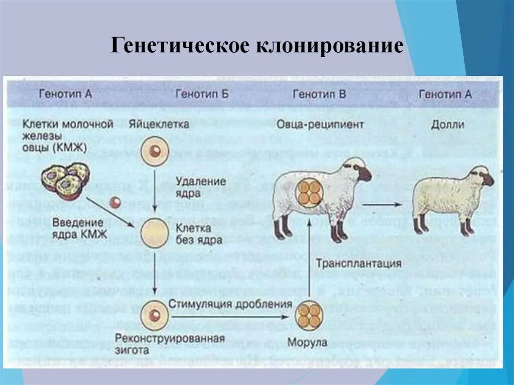 Клонирование существует. Клонирование существует