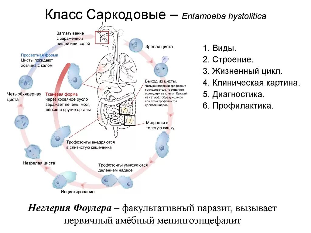 В каком организме происходит развитие дизентерийной амебы. Цикл развития развития дизентерийной амебы. Жизненный цикл дизентерийной амебы схема. Цикл дизентерийной амебы схема. Дизентерийная амеба жизненный цикл пути заражения.