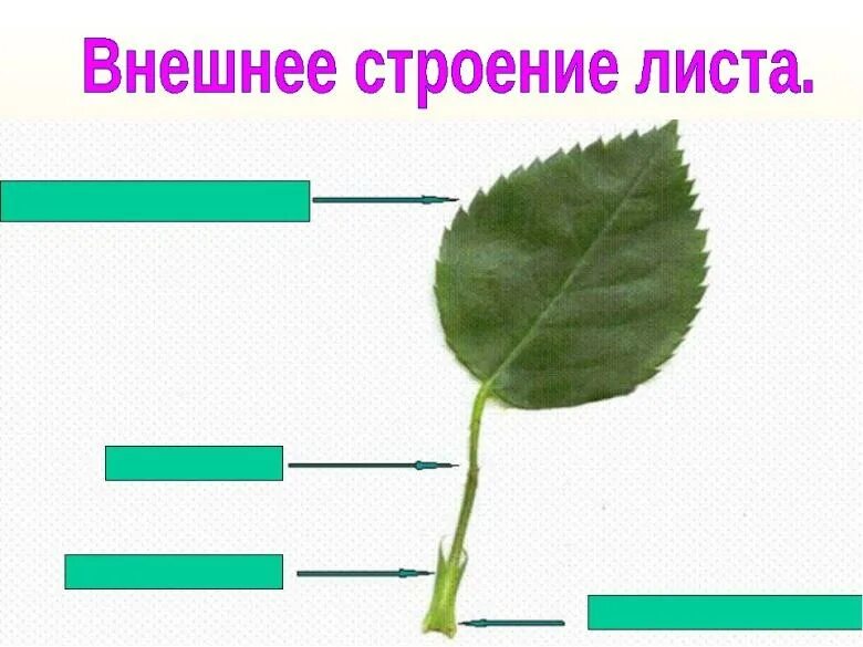 Лист строение листа биология 6 класс. Внешнее строение листа 6 класс биология. Анатомия листа 6 класс биология. Лист внешнее строение листа.