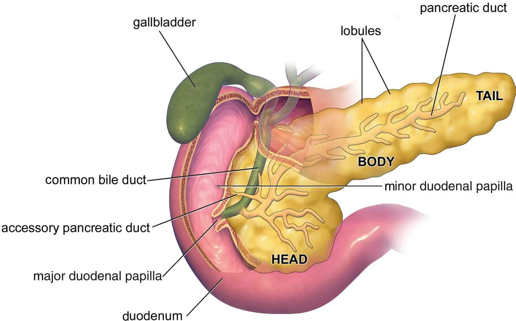 Междольковые протоки поджелудочной железы. Внешнее строение поджелудочной железы. Поджелудочная железа анатомия структура. Строение протоков поджелудочной железы.