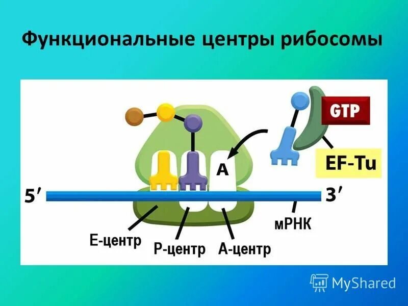 Образование функционально активной рибосомы. Функциональный центр рибосомы. Функционально активные центры рибосом. Образование функционально активной рибосомы. Функционально активные центры рибосом.