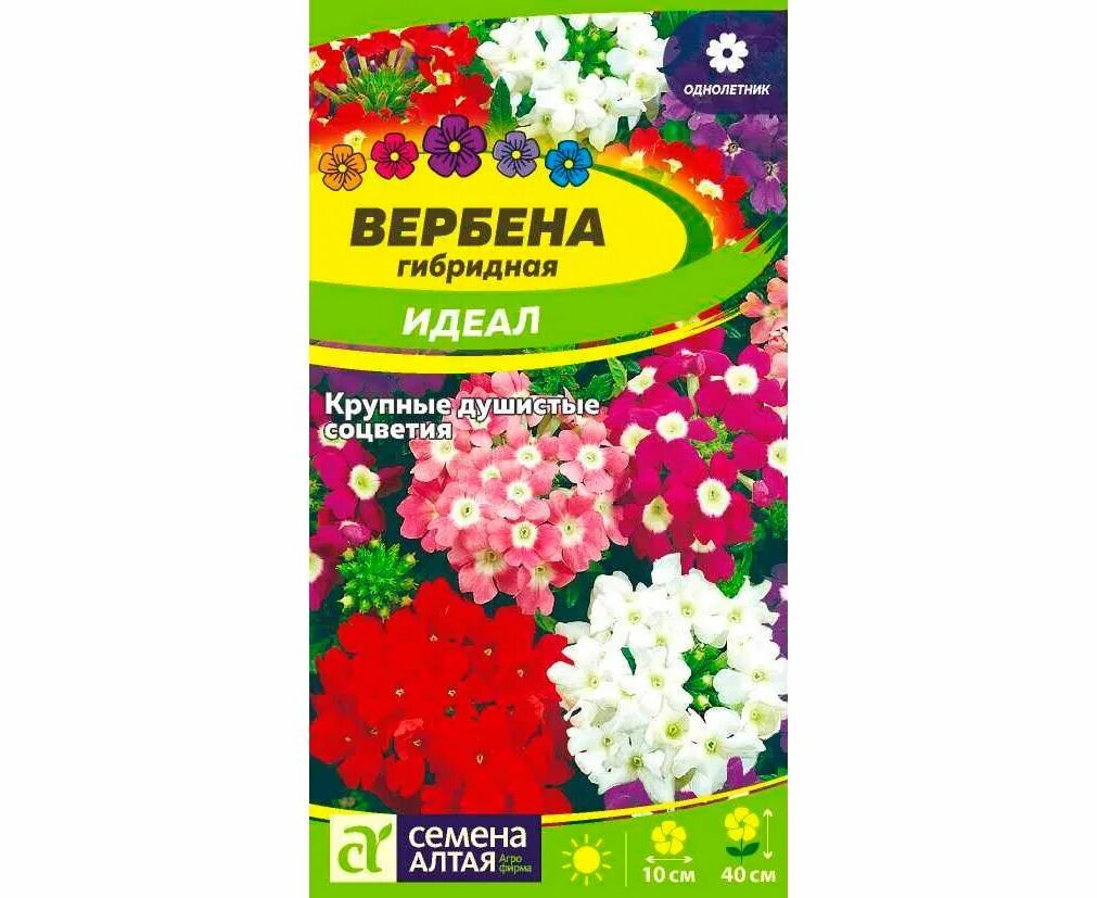 Вербена идеал смесь однолетник. Гвоздика турецкая диабунда ред. Вербена низкорослая фото. Вербена крупноцветковая мерло. Вербена идеал смесь 0,2г нк.
