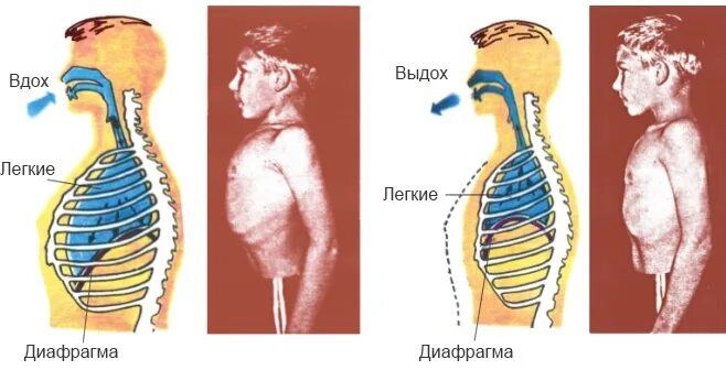 Диафрагма во время вдоха и выдоха. Вдох выдох. вдох и выдох человека. диафрагма вдох и выдох. дыхание вдох и выдох.