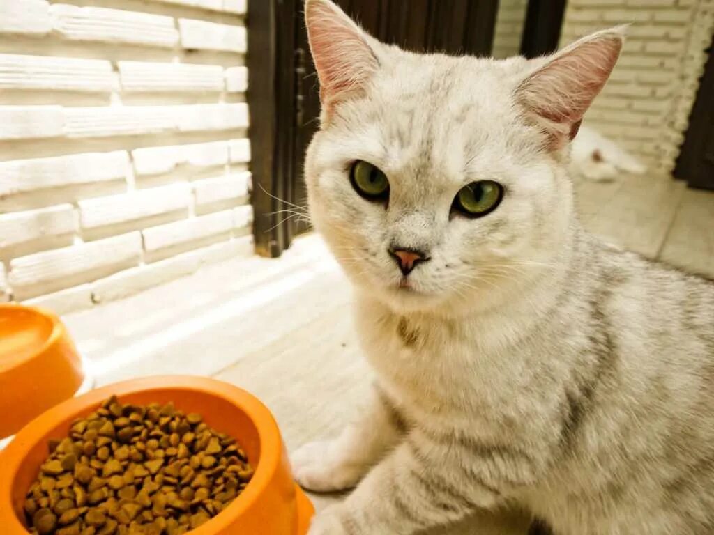 Кот вялый плохо ест. Кошачий аппетит. для аппетита кошке. потеря аппетита у кошки. кот отказывается.