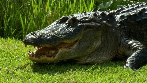 Fv alligator