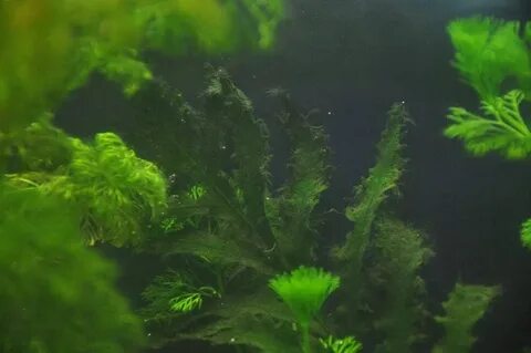 Водоросли в аквариуме