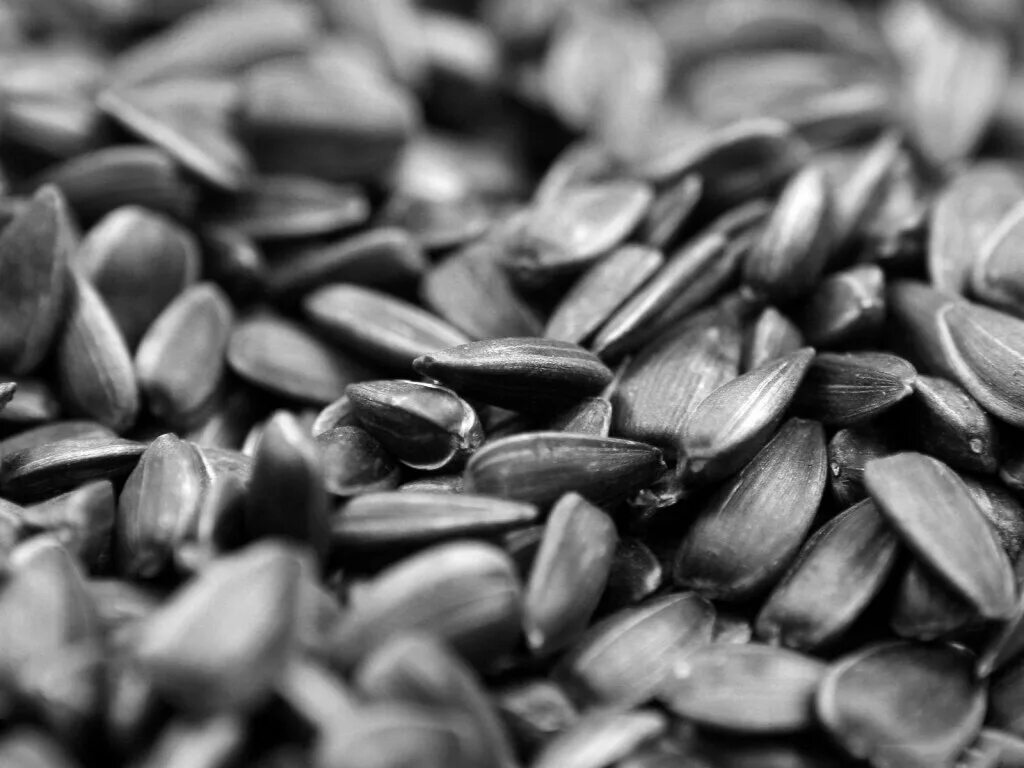 Кедровые орехи фото неочищенные. Семечки тыквы неочищенные. Подсолнечник санмарин 410. Подсолнечник зерно. Кедровый орех неочищенный 500.