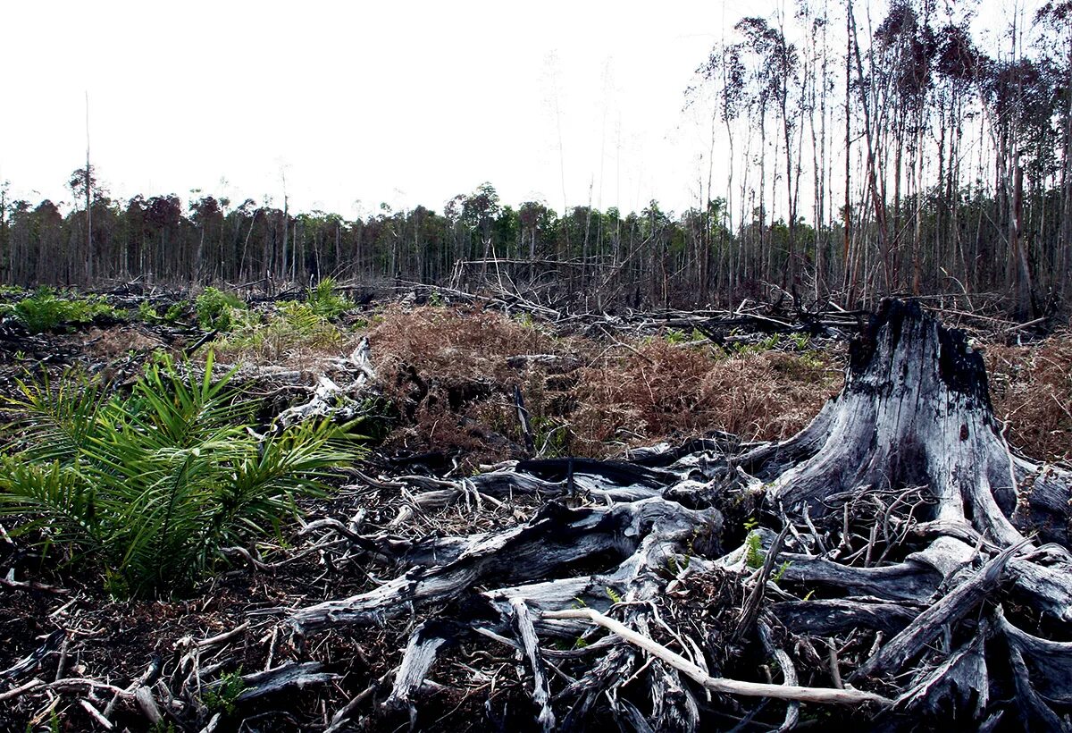 Destroy wildlife. Habitat Destruction. Loss of natural Habitats. Destroy Habitats. Destruction of natural Habitat.